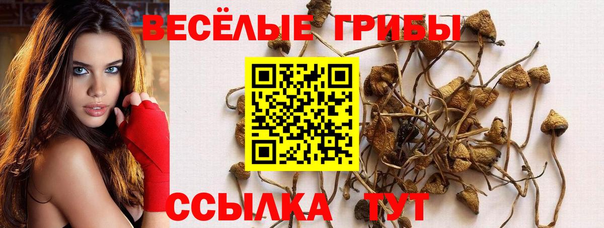 Галлюциногенные грибы Psilocybine cubensis Магадан